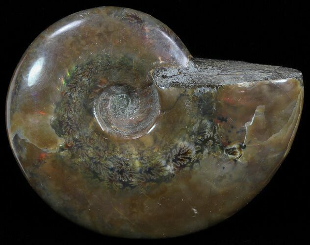 Flashy Red Iridescent Ammonite - Wide #52315